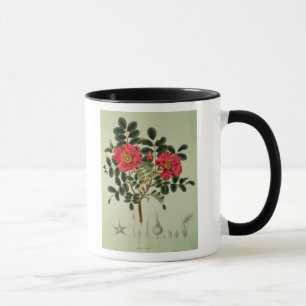 Caneca Rugosa de Rosa, 'da flora Japonica