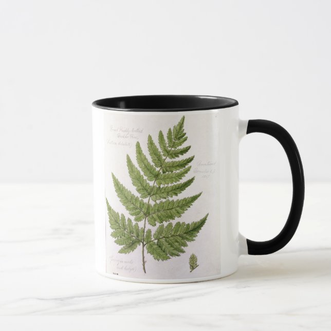 Caneca Samambaia de broquel Espinhoso-dentada larga, (Direita)