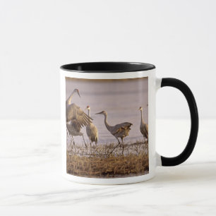 Caneca Sandhill Cranes Grus canadensis)