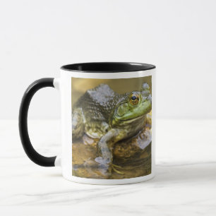 Caneca Sapo ao longo do rio Buffalo, Milha 126 no