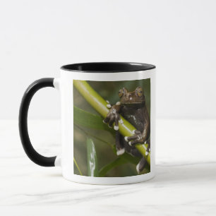 Caneca Sapo de árvore prisioneiro Hyloscirtus de