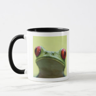 Caneca sapo de árvore Vermelho-eyed (callidryas de