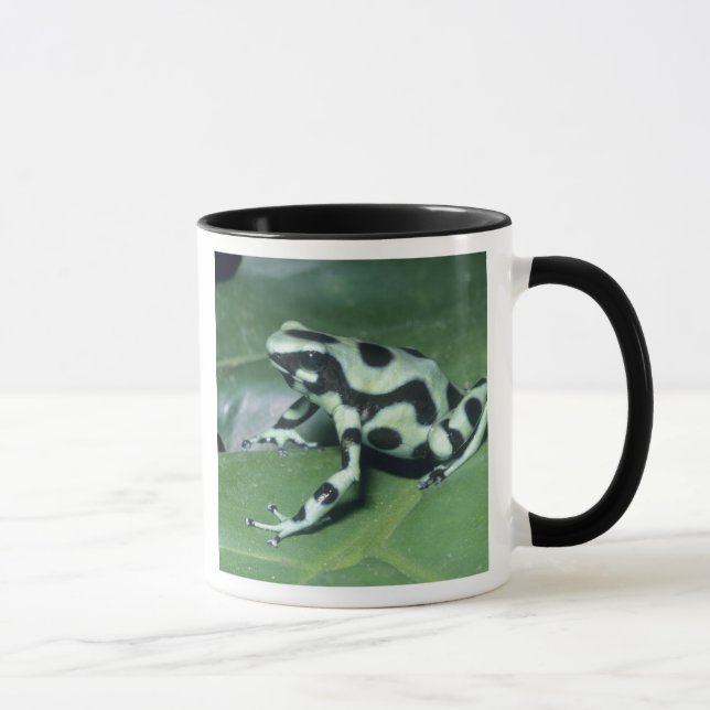 Caneca Sapo Veneno, (Dendrobates auratus) Cahuita (Direita)