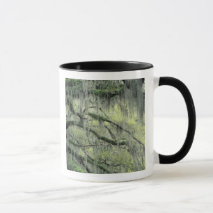 Caneca Savannah, Geórgia, árvore Live Oak envolta com