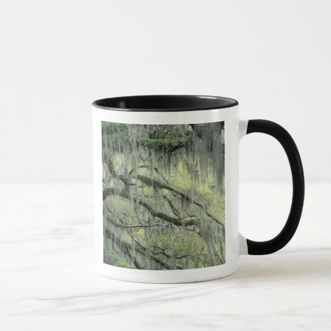 Caneca Savannah, Geórgia, árvore Live Oak envolta com (Direita)