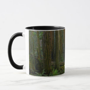 Caneca Sequoias No Parque Nacional De Muir Woods