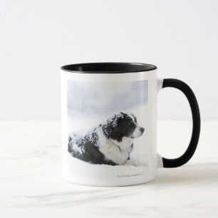 Caneca Sheepdog (Akbash/mistura do collie) que