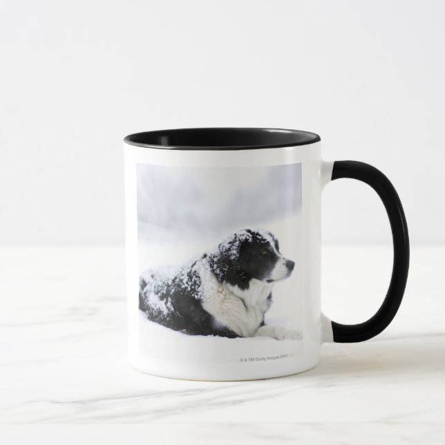 Caneca Sheepdog (Akbash/mistura do collie) que (Direita)