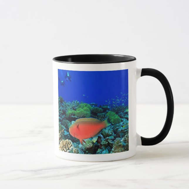 Caneca Sheephead Parrotfish Scarus (Direita)