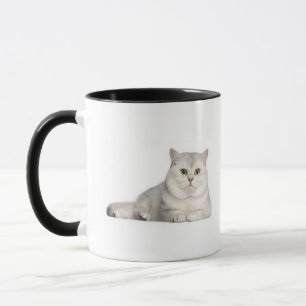 Caneca Shorthair britânico (2 anos velho) que encontra-s