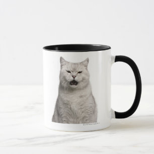 Caneca Shorthair britânico (4 anos velho)