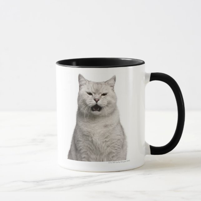 Caneca Shorthair britânico (4 anos velho) (Direita)