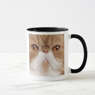 Caneca Shorthair exótico (2,5 anos velho)