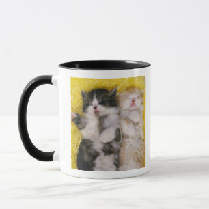 Caneca Shorthair exótico; é cruzado criadores