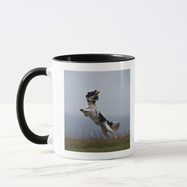 Caneca Spaniel de Springer preto e branco que joga com (Esquerda)