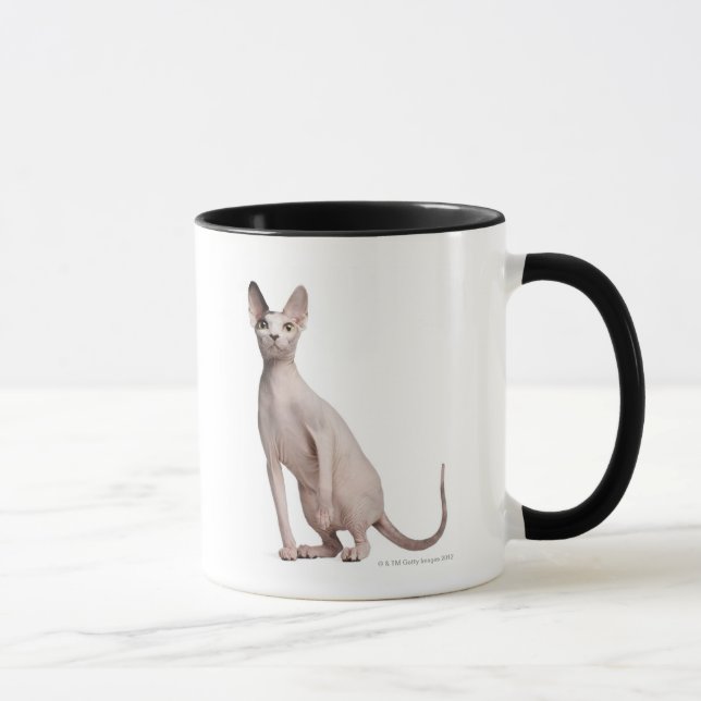 Caneca Sphynx (13 meses velho) (Direita)