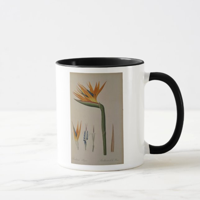 Caneca Strelitzia Reginae, 'de Les Strelitziacees (Direita)