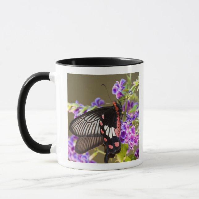 Caneca Sudeste Asiático, Tailândia, Doi Inthanon, Papilio (Esquerda)