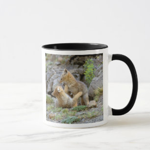 Caneca Sul - pares americanos 2 do Fox cinzento (griseus