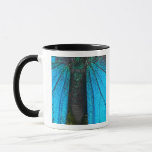 Caneca Swallowtail azul da montanha (Papilio ulysses)