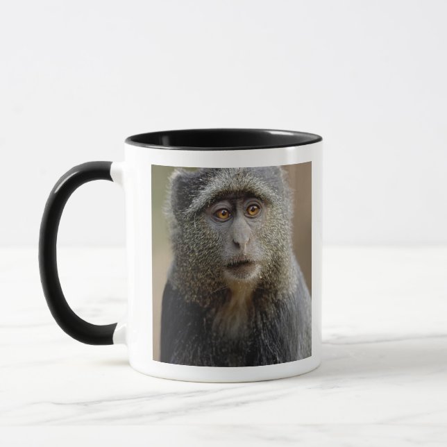 Caneca Sykes ou Macaco Azul, Cercopithecus mitis, (Esquerda)