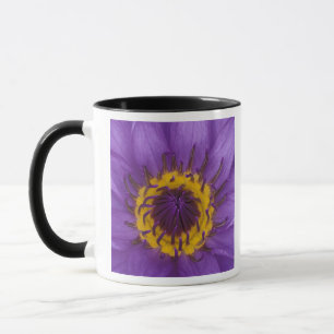 Caneca Tailândia, Banguecoque, Lótus roxo e amarelo
