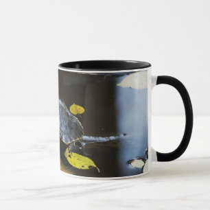 Caneca Tartaruga do slider da lagoa no selvagem
