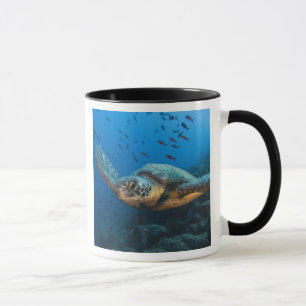 Caneca Tartaruga Preta (Verde) (Chelonia agassizi)