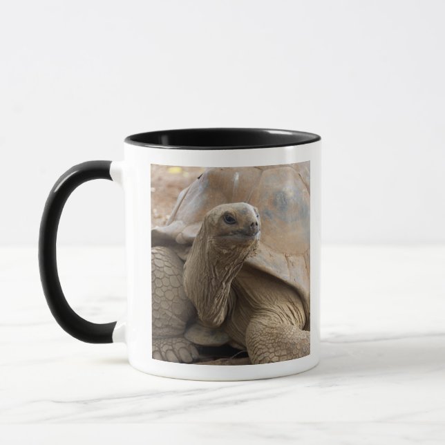 Caneca Tartaruga terrestre de Aldabra das Seychelles (Esquerda)