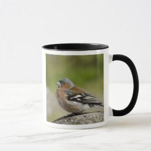 Caneca Tentilhão-macho (SILVESTRE: Fringilla coelebs)