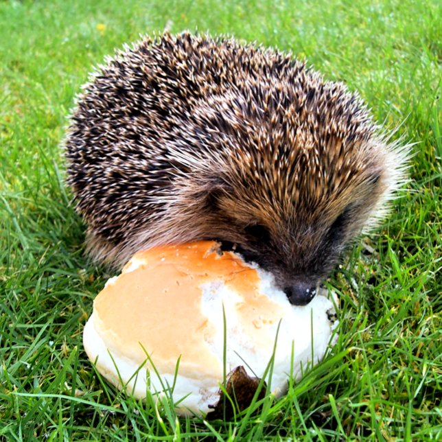 CANECA TÉRMICA CUTE HEDGEHOG (A cute little hedgehog enjoying a rather large meal! )