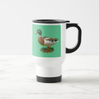 Pato do pato selvagem