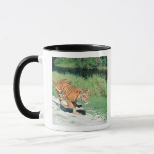 Caneca Tigre no trajeto