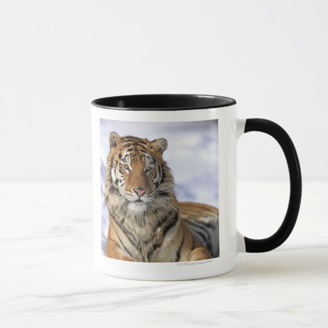 Caneca Tigre Siberian, altaica de tigris do Panthera, (Direita)