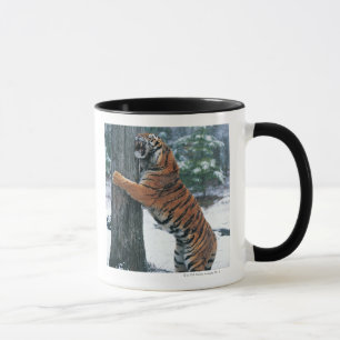 Caneca Tigre Siberian (altaica de tigris do Panthera)