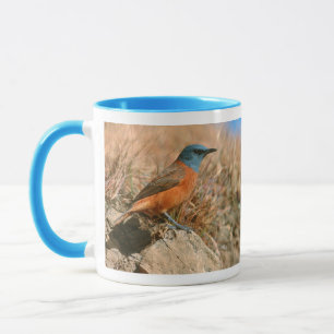 Caneca Tordo-do-cabo-fêmea (Monticola Rupestris)
