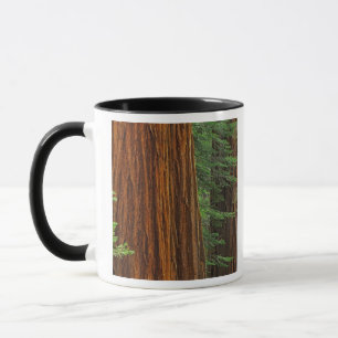 Caneca troncos gigantes da Sequoia na floresta, Yosemite