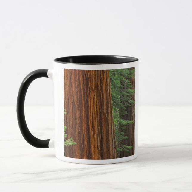 Caneca troncos gigantes da Sequoia na floresta, Yosemite (Esquerda)