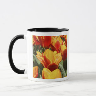 Caneca Túlipas abundam nos Jardins Keukenhof, Holanda.