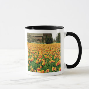 Caneca Tulipas da primavera florescem em frente a velho c