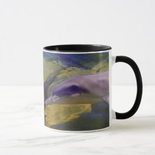 CANECA TURSIOPS ADUNCUS