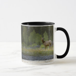 Caneca Um alce fêmea está de vista a câmera com a