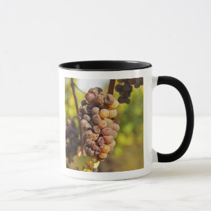 Caneca Um cacho de uva Semillon mofado no Ch Raymond Lafo