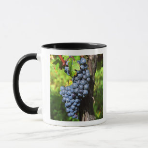 Caneca Um cacho de uvas merlot maduras em uma videira com