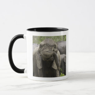 Caneca Um elefante africano novo (africana do Loxodonta)