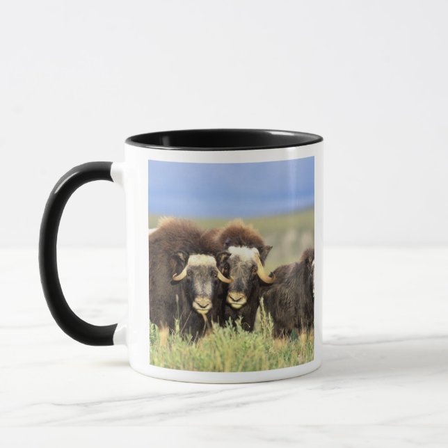 Caneca Um grupo de muskoxen navega em arbustos salgueiros (Esquerda)