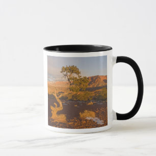 Caneca Uma árvore de Juniperus osteosperma em