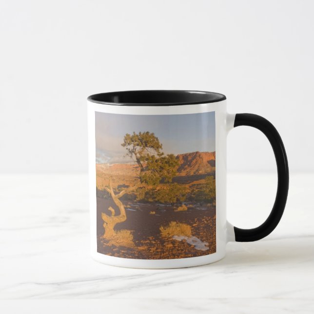 Caneca Uma árvore de Juniperus osteosperma em (Direita)