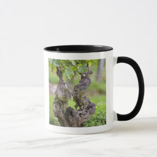 Caneca Uma videira muito antiga na vinha Clos de l'Echo