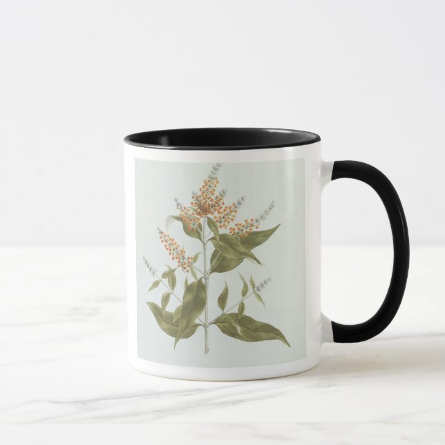 Caneca Umtar (polystachya do Buddleia) (w/c sobre a (Direita)